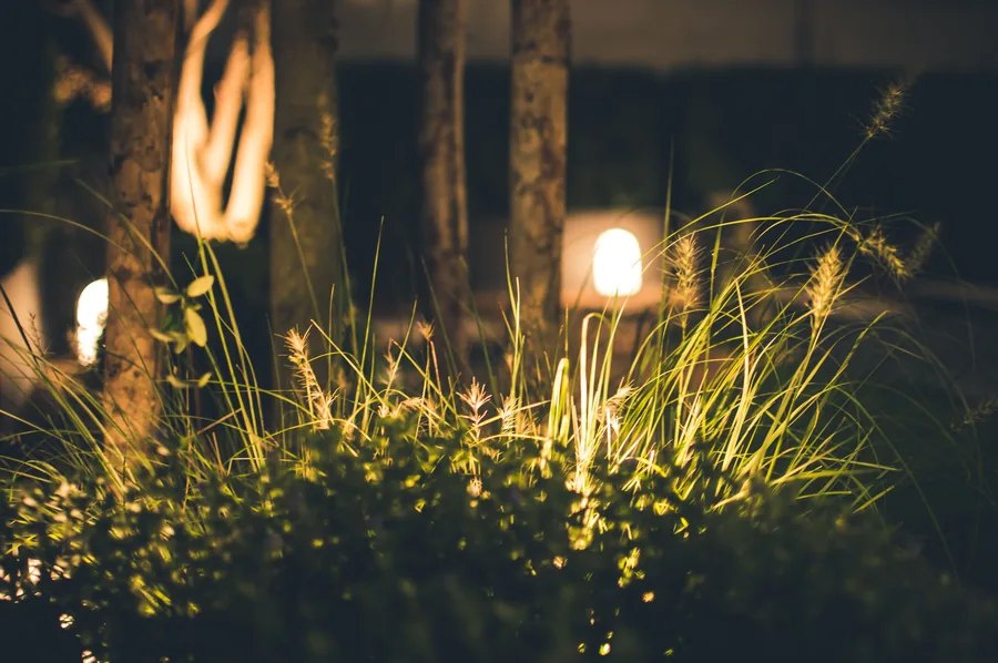 A garden lit at night with path and tree lighting